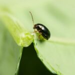 Nemguard delivers remarkable results on cabbage stem flea beetle (CSFB)