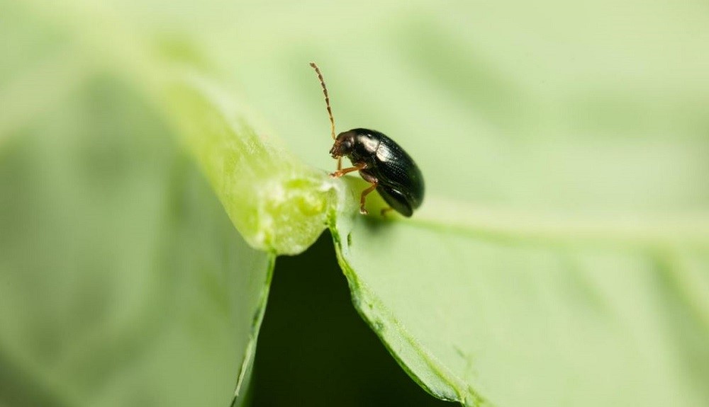 Nemguard delivers remarkable results on cabbage stem flea beetle (CSFB)