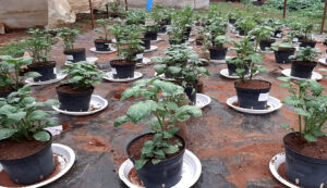 South Africa with Nemguard on Potatoes