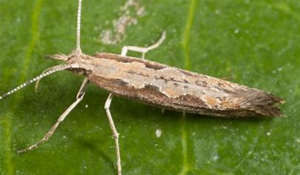 Nemguard as an insecticide