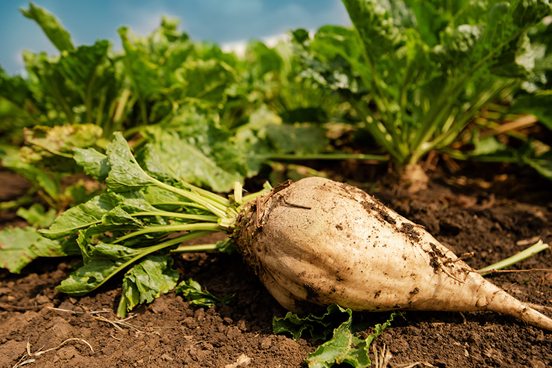 Ecospray-Root-Crops-Sugar-Beet