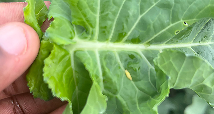 Ecospray Diamondback Moth