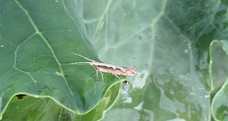 Ecospray Diamondback Moth