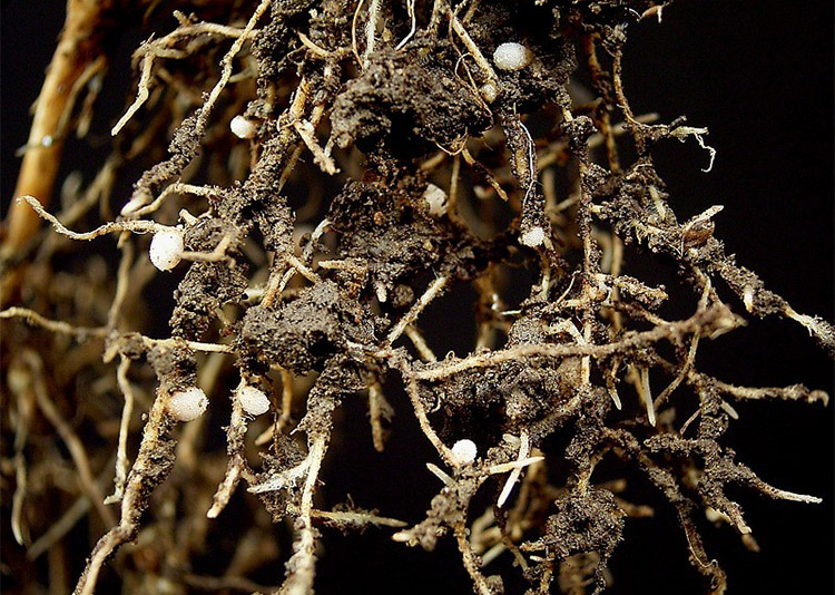 Ecospray Potato Cyst Nematodes