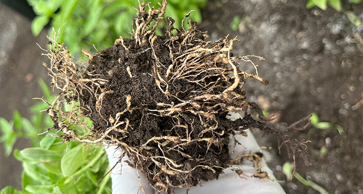 Ecospray Root-Knot Nematodes