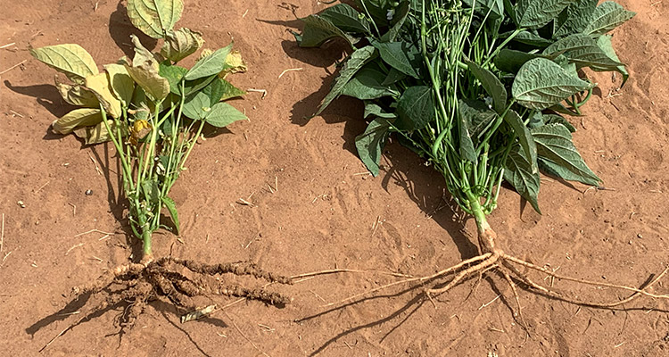 Ecospray Root-Knot Nematodes