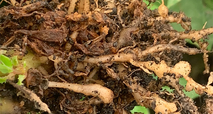 Ecospray Root-Knot Nematodes