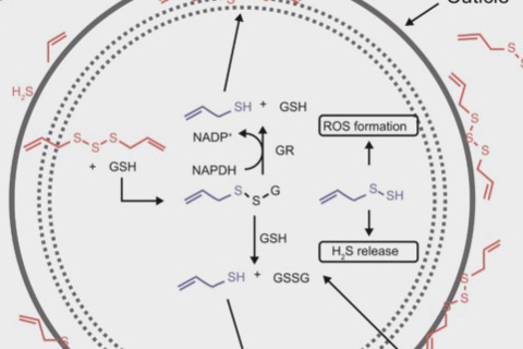 Ecospray Technology Link