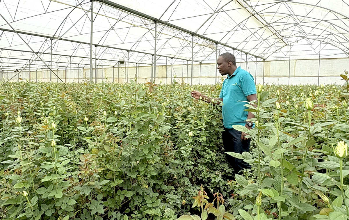 Ecospray Lee looking at the Roses, Akito Variety